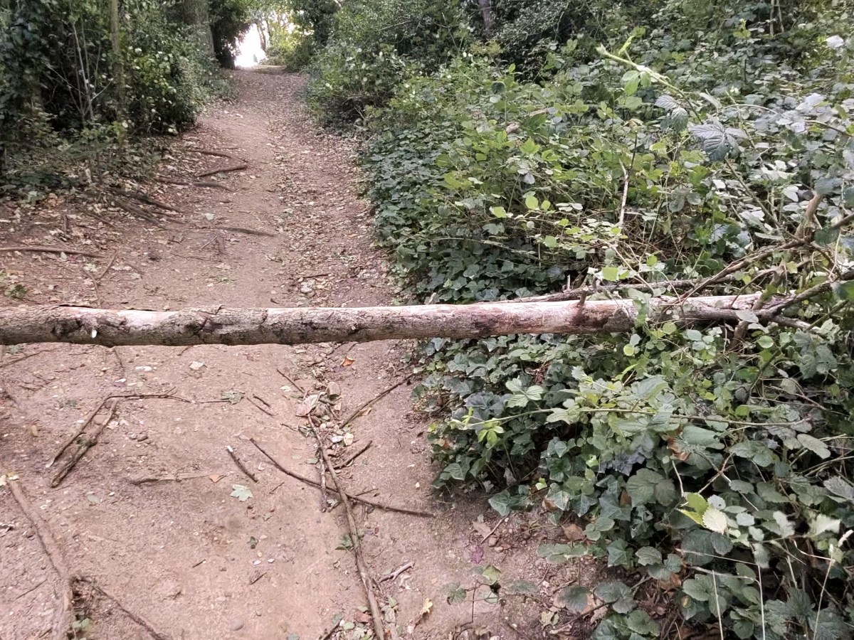 The Joy of Indy – Biscuit Detectives Diary Entry – 16 September&nbsp;2025